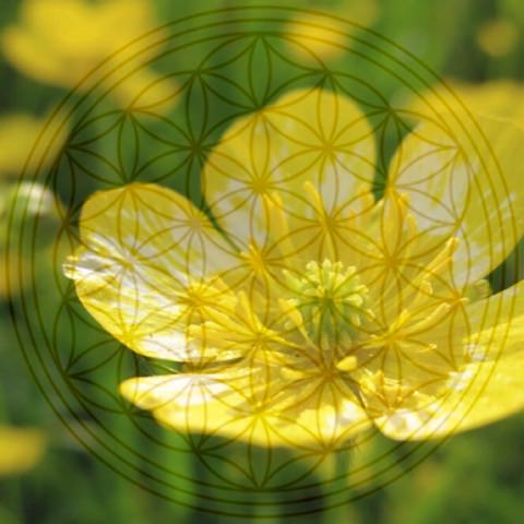 blume+blume-Ateet Frankl Design+Photography