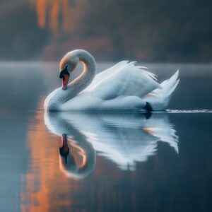 Schwan auf See in Natur in Harmonie Spiegelung See Schuhmann