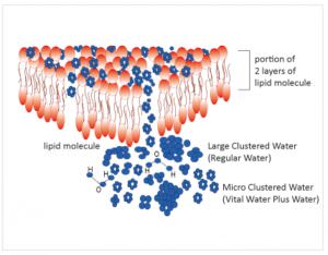 Vital Water Plus Hydrogen Rich Water System clustered water
