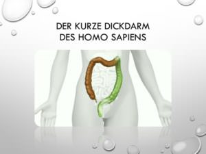 20-Der kurze Dickdarm des Homo Sapiens