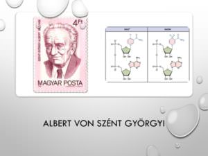 27-Albert von Szent Györgyi