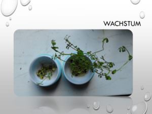 44-Wachstum